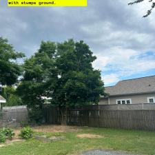 Dead-Ash-Tree-removals-and-pruning-in-Easton-MD 2